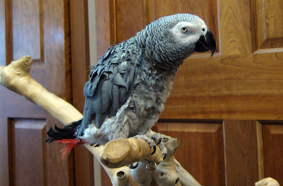 The Best Parrots In The World: Small Parrots For Sale Near Me