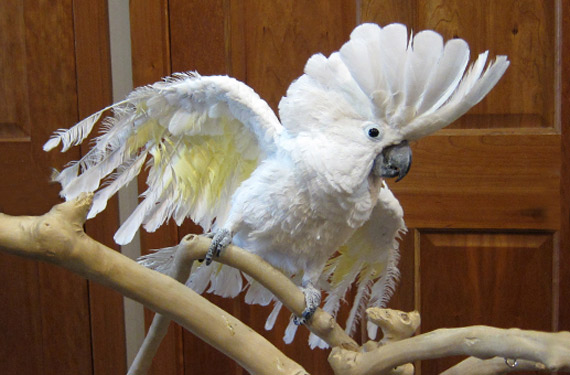 cockatoo pet parrot