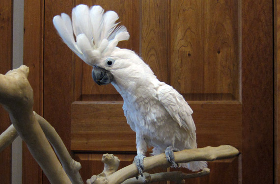 Cockatoos Available for Adoption