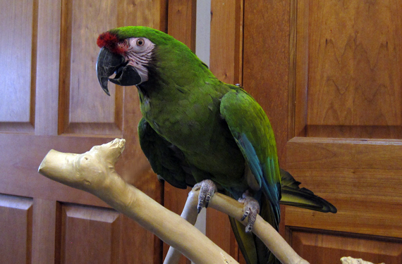 parrot adoption